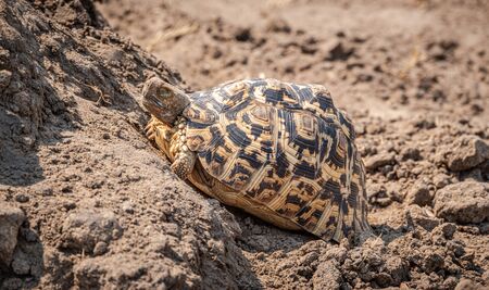 Leopard tortoise (Stigmochelys pardalis) spotted in the Hwange National Park, Zimbabweの写真素材