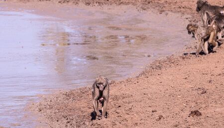 Baboons at a waterhole in Kruger National Park (close-up shot), South Africa