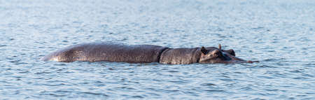 Hippo (mostly submerged) spotted in the Chobe National Park, Botswana