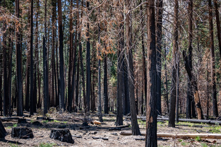 Burned trees in Yosemite Valley, California, United Statesの写真素材