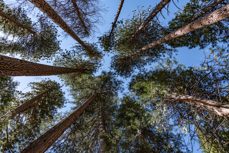 Ponderosa Pine treetops in Yosemite National Park, California