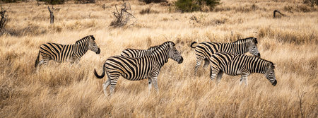 Group of Zebras in the Kruger National Park, South Africaの写真素材