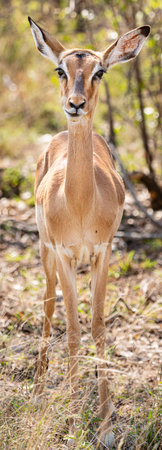 Female impala (Aepyceros melampus) portrait in Kruger National Park, South Africaの写真素材