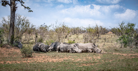 Group of White Rhinoceros (Ceratotherium simum) in Kruger National Park, South Africa