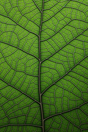 The surface of a green leaf shown up close. Image generated with Generative AIの素材