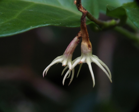 Fresh Jasmine Sambacの写真素材