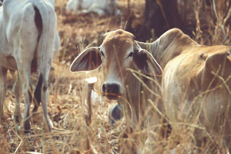 the cow in the meadow tropical grass cattle land.の写真素材