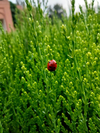 Ladybug on green grass background. Natural background with ladybug.