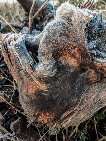 autumn time, dry leaves in the coldの写真素材