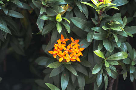 Small flowers in a roadside bush in Kuala Lumpur, growing lush amidst the bustling city.の写真素材