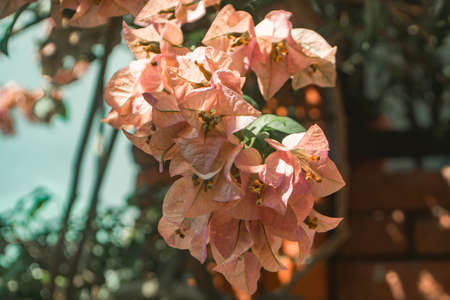 A random flower bush in the streets of Selayang, a small town in Selangorの写真素材
