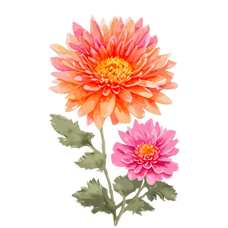 Watercolor chrysanthemum flowers with orange and pink color. Hand painted floral illustration isolated on white background. Can be used as element for wedding invitations, greeting cardsのイラスト素材