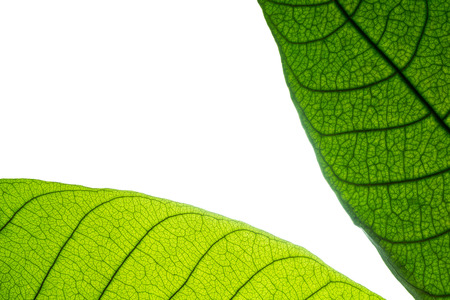 Close up picture of green leave border on white backgroundの写真素材