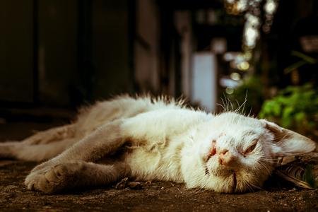 Corpse of white cat died on the ground, close up ,conceptual to death, alone, sadness, life,の写真素材