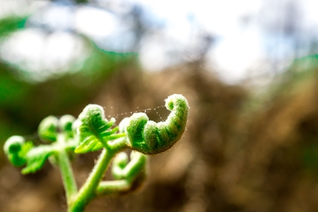 Close up image sapling of Bracken Fern small green plant at rainforest and blur backgroundの写真素材