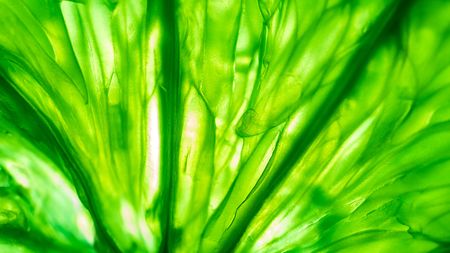 Abstract background of green fresh fruit texture, macro pictureの写真素材