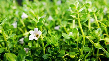 White flower and green leave in the graden, close up picture, nature fresh backgroundの写真素材