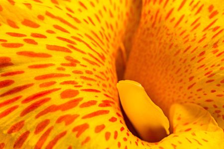 Macro picture of frash yellow flower and orange dot patternの写真素材