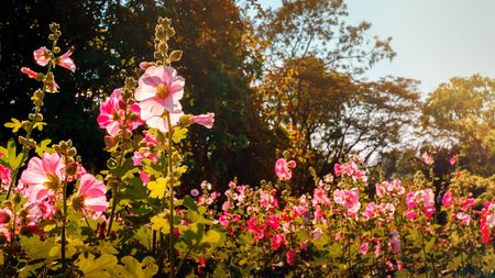 Lovely pink bloom hollyhock flowers field in graden and blur tree backgroundの写真素材