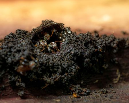 Three Stingless bee at entrance of their hive nature macro background