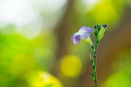 Close up picture of purple baya flower and soft bokeh nature background