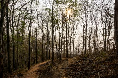 Nature trail pathway in the dry wood forest leafless tree and morning sunrise backgroundの写真素材