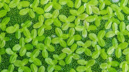 Close up nature texture of duckweeds on water surface,green backgroundの写真素材