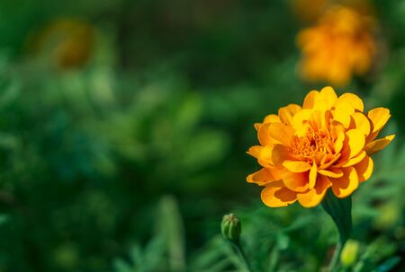 Close up one yellow flower and blur green leaves nature background and text space の写真素材