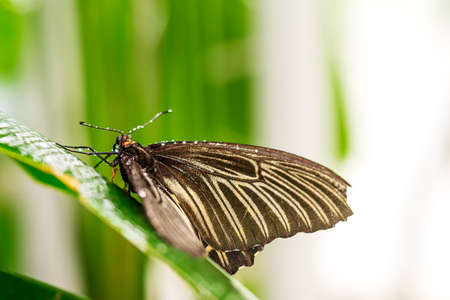 Butterfly sitting on green leaf after rain close up pictureの写真素材