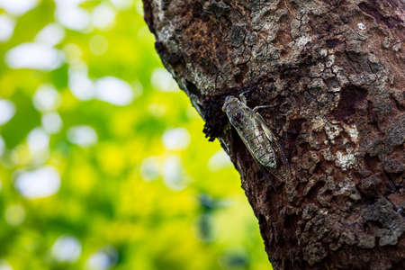 cicada hanging on high tree making noise in summer and blurred green backgroundの写真素材