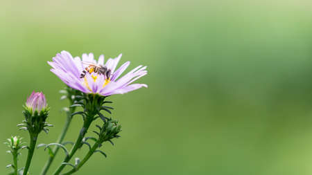 Close up picture of bee gathering pollen on purple flower and green blurred backgroundの写真素材