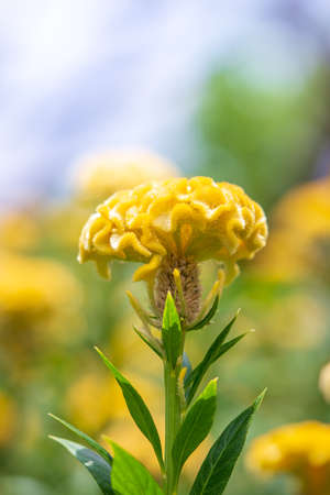 Close up single yellow argentea flower in graden with blurred background