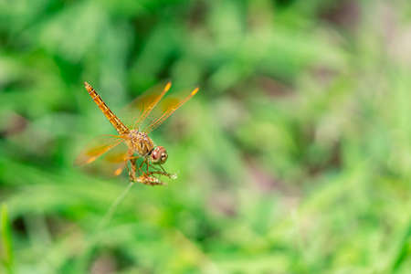 Dragonfly hanging on the grass and blurred background with copy space macro photographyの写真素材