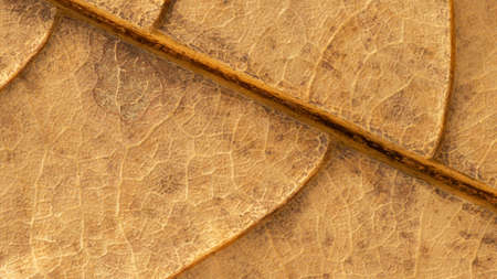 Brown dry leaf close up texture abstract backgroundの写真素材