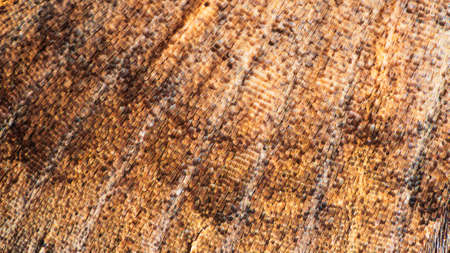 Extreme close-up of the wings of a Black dotted brown moth, abstract nature texture background.