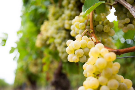 perfect grapes ready for harvestの写真素材