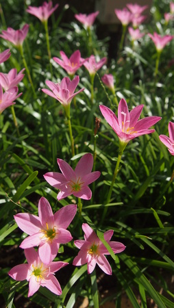 Beautiful pink flowers and green leavesの写真素材
