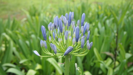 Beautiful spider lily bloomingの写真素材