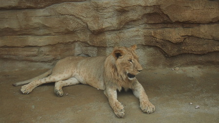 Relaxing lion in their habitatの写真素材