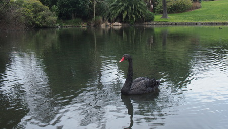 Black Swan swims in a lake, Melbourneの写真素材
