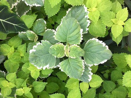 Beautiful green leaves in a gardenの写真素材