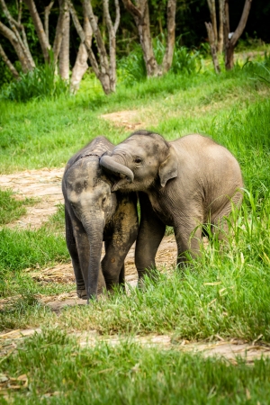 CHIANG MAI, THAILAND - June 16, 2012  Two baby elephants playing in grassland field の写真素材