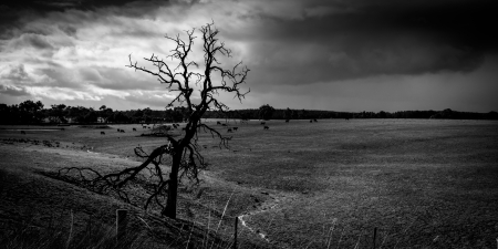 Alone dead tree in the middle of a field full of cows with dramatic rain cloud in the background.
の写真素材