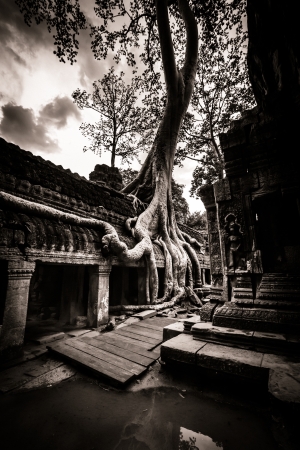 Trees growing out the ruin of Ta Prohm, Angkor Wat.の写真素材