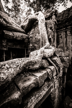 Trees growing out the ruin of Ta Prohm, Angkor Wat.の写真素材