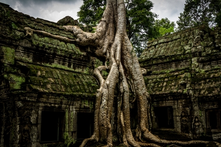 Trees growing out the ruin of Ta Prohm, Angkor Wat.の写真素材