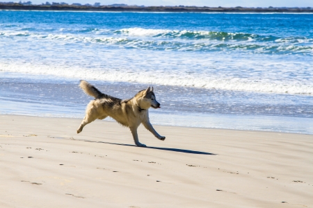 Dog run on sandy beach chase each other near water edge.の写真素材