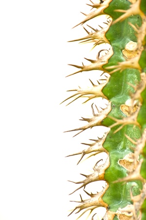 Green Cactus Backgroundの写真素材