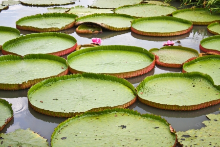 Lotus Wallpaperの写真素材