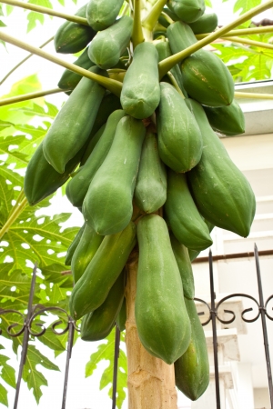 Green papaya in the Gardenの写真素材